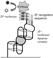 Graphical abstract: Enzyme linking to DNA aptamers via a zinc finger as a bridge
