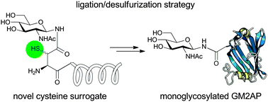 Graphical abstract: The total chemical synthesis of the monoglycosylated GM2 ganglioside activator using a novel cysteine surrogate