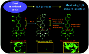 Graphical abstract: A bodipy based dual functional probe for the detection of hydrogen sulfide and H2S induced apoptosis in cellular systems