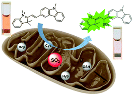 Graphical abstract: A mitochondria-targeted colorimetric and ratiometric fluorescent probe for biological SO2 derivatives in living cells