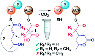 Graphical abstract: Twofold polyketide branching by a stereoselective enzymatic Michael addition