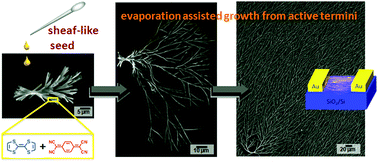 Graphical abstract: Seeded on-surface supramolecular growth for large area conductive donor–acceptor assembly