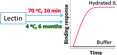 Graphical abstract: Sugar chain-binding specificity and native folding state of lectins preserved in hydrated ionic liquids