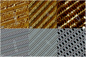 Graphical abstract: Guanosine-based hydrogen-bonded 2D scaffolds: metal-free formation of G-quartet and G-ribbon architectures at the solid/liquid interface