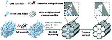 Graphical abstract: Dual-template docking oriented molecular imprinting: a facile strategy for highly efficient imprinting within mesoporous materials