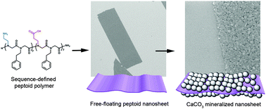Graphical abstract: Peptoid nanosheets as soluble, two-dimensional templates for calcium carbonate mineralization