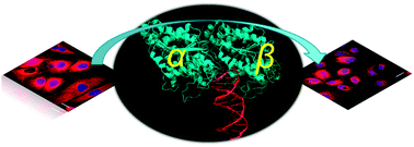 Graphical abstract: A short GC rich DNA derived from microbial origin targets tubulin/microtubules and induces apoptotic death of cancer cells