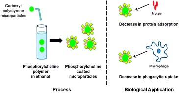 Graphical abstract: Non-covalent phosphorylcholine coating reduces protein adsorption and phagocytic uptake of microparticles
