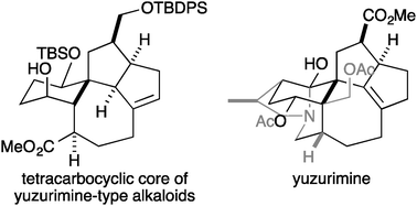 Graphical abstract: Construction of the [6-7-5-5] tetracyclic core of all the carbocyclic frameworks of yuzurimine-type alkaloids