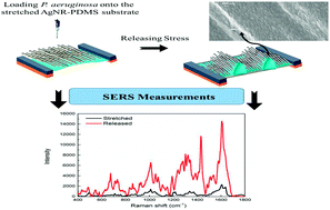 Graphical abstract: A facile method for fabrication of buckled PDMS silver nanorod arrays as active 3D SERS cages for bacterial sensing