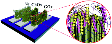 Graphical abstract: A comprehensive biosensor integrated with a ZnO nanorod FET array for selective detection of glucose, cholesterol and urea