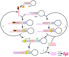 Graphical abstract: Ultrasensitive and feasibly achieved protein detection based on the integration of three signal amplification reactions via sharing a DNA sequence