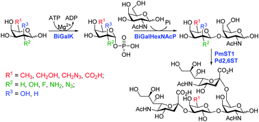 Graphical abstract: Efficient chemoenzymatic synthesis of novel galacto-N-biose derivatives and their sialylated forms