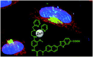 Graphical abstract: A Golgi-localized two-photon probe for imaging zinc ions