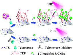 Graphical abstract: Detection of telomerase on upconversion nanoparticle modified cellulose paper