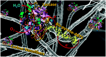 Graphical abstract: Laccase wiring on free-standing electrospun carbon nanofibres using a mediator plug