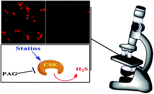 Graphical abstract: A novel fluorescent probe for imaging endogenous hydrogen sulphide via the CSE enzymatic pathway