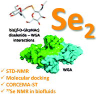 Graphical abstract: Glycosyldiselenides as lectin ligands detectable by NMR in biofluids