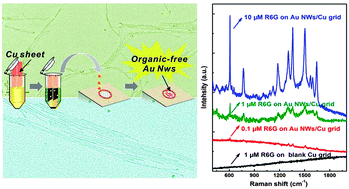 Graphical abstract: Organic-free synthesis of ultrathin gold nanowires as effective SERS substrates