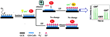 Graphical abstract: An ON1–OFF–ON2 electrochemiluminescence response: combining the intermolecular specific binding with a radical scavenger