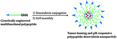Graphical abstract: Design of tumor-homing and pH-responsive polypeptide–doxorubicin nanoparticles with enhanced anticancer efficacy and reduced side effects