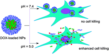 Graphical abstract: Amphiphilic sugar poly(orthoesters) as pH-responsive nanoscopic assemblies for acidity-enhanced drug delivery and cell killing