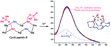 Graphical abstract: Fluorescent recognition of uranyl ions by a phosphorylated cyclic peptide