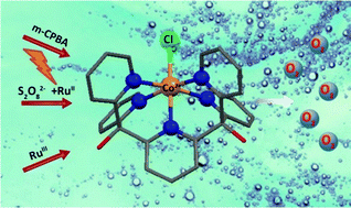 Graphical abstract: Water oxidation catalysed by a mononuclear CoII polypyridine complex; possible reaction intermediates and the role of the chloride ligand