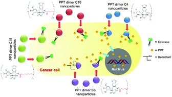 Graphical abstract: The effect of molecular structure on the anticancer drug release rate from prodrug nanoparticles