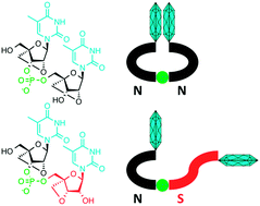 Graphical abstract: 5′- vs. 3′-end sugar conformational control in shaping up dinucleotides