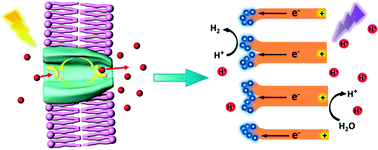 Graphical abstract: Photocurrent generation in a light-harvesting system with multifunctional artificial nanochannels