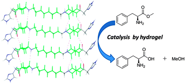 Graphical abstract: Insight into the esterase like activity demonstrated by an imidazole appended self-assembling hydrogelator