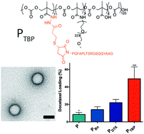 Graphical abstract: Innovative use of the taxol binding peptide overcomes key challenges of stable and high drug loading in polymeric nanomicelles