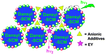 Graphical abstract: Self-assembled light-harvesting supercomplexes from fluorescent surface-cross-linked micelles