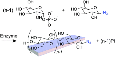 Graphical abstract: Enzymatic synthesis and post-functionalization of two-dimensional crystalline cellulose oligomers with surface-reactive groups