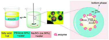 Graphical abstract: Substrate-constituted three-liquid-phase system: a green, highly efficient and recoverable platform for interfacial enzymatic reactions