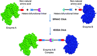 Graphical abstract: Double clicking for site-specific coupling of multiple enzymes