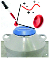 Graphical abstract: Rational, yet simple, design and synthesis of an antifreeze-protein inspired polymer for cellular cryopreservation