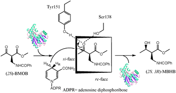 Graphical abstract: Asymmetric synthesis of optically active methyl-2-benzamido-methyl-3-hydroxy-butyrate by robust short-chain alcohol dehydrogenases from Burkholderia gladioli