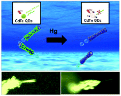 Graphical abstract: Lighting up micromotors with quantum dots for smart chemical sensing