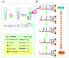 Graphical abstract: A ferrocene-switched electrochemiluminescence “off–on” strategy for the sensitive detection of cardiac troponin I based on target transduction and a DNA walking machine