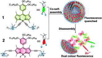 Graphical abstract: Co-self-assembled nanoaggregates of BODIPY amphiphiles for dual colour imaging of live cells