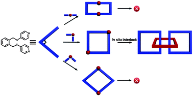 Graphical abstract: Conformation driven in situ interlock: from discrete metallocycles to infinite polycatenanes