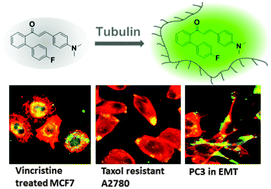 Graphical abstract: Distinct tubulin dynamics in cancer cells explored using a highly tubulin-specific fluorescent probe