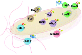 Graphical abstract: Bio-coordination of bismuth in Helicobacter pylori revealed by immobilized metal affinity chromatography