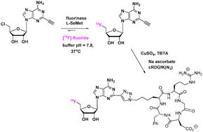 Graphical abstract: A two-step fluorinase enzyme mediated 18F labelling of an RGD peptide for positron emission tomography