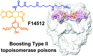 Graphical abstract: An optimized polyamine moiety boosts the potency of human type II topoisomerase poisons as quantified by comparative analysis centered on the clinical candidate F14512