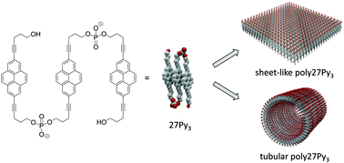 Graphical abstract: Tubes or sheets: divergent aggregation pathways of an amphiphilic 2,7-substituted pyrene trimer