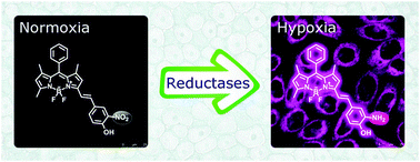Graphical abstract: A BODIPY-based ‘turn-on’ fluorescent probe for hypoxic cell imaging