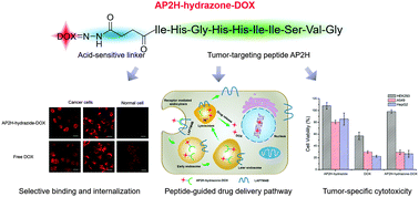 Graphical abstract: A peptide-based pH-sensitive drug delivery system for targeted ablation of cancer cells